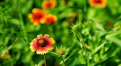 以百合花为象征的团结之美（百合花语与团结相关的含义和象征意义）