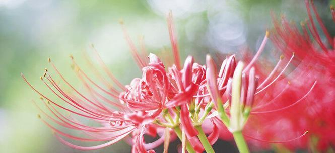 以迎春花的花语为主题的文章（挽留爱情的花语——迎春花的神秘力量）