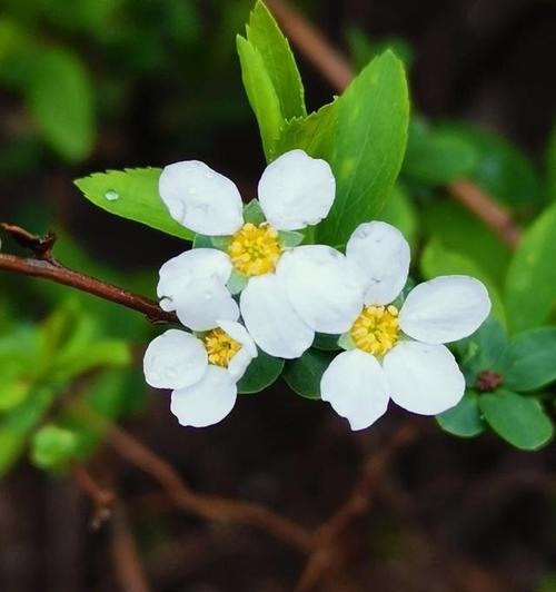 以雏菊花的花语为主题的文章（忘记过去）