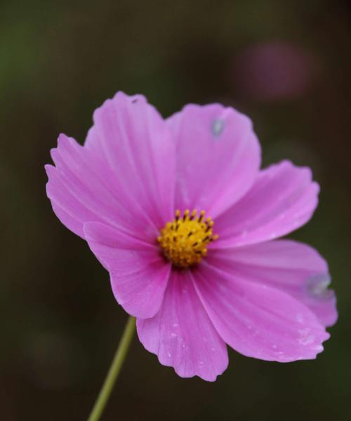 以玫瑰花的花语为主题的文章（玫瑰花的花语传递着我对你的深深爱意）