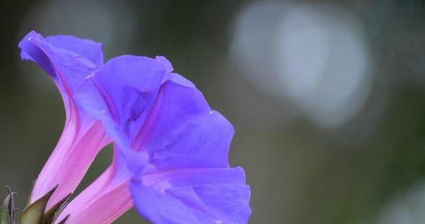 解密无法得到的花语之谜（探寻隐藏的花语与无法寻得的花种）