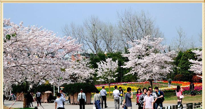 相逢之花风情万种（以牡丹花的花语为主题的相逢篇章）