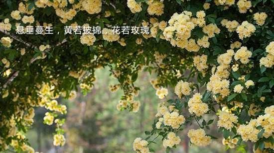 花语中的思念之花——紫罗兰（探寻紫罗兰的花语）