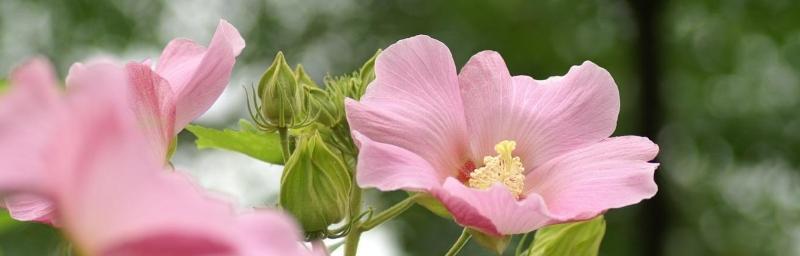 遗忘花开——以勿忘我的花语为主题（永远的告别）