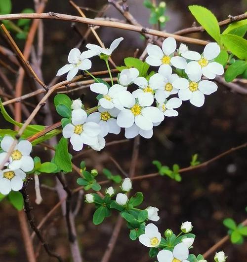 英雄之花——玫瑰的花语（用玫瑰的花语传递英雄的力量）