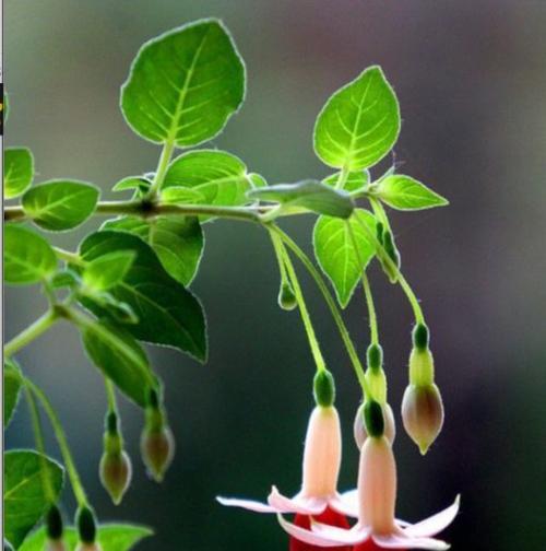 以百合花的花语为主题的文章（永生的希望之花——百合花的花语探秘）