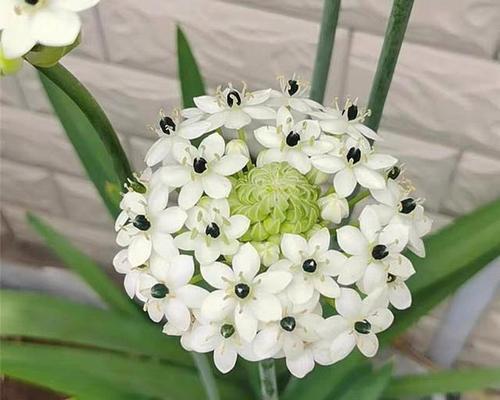 友谊长存-以白玫瑰花的花语为主题（永远珍藏的友谊——白玫瑰花语）