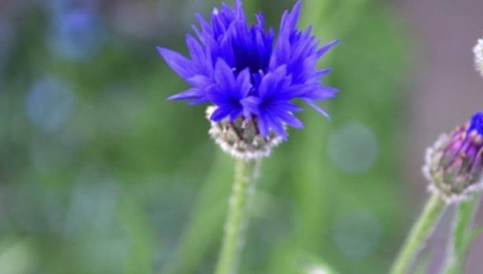 矢车菊的花语与寓意——传递心中的永恒之爱（矢车菊的花语、花朵颜色及不同寓意）