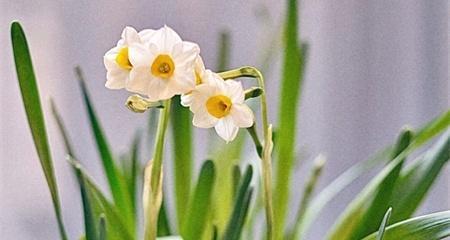 水仙花的花语与代表意义（探寻水仙花的浪漫花语）