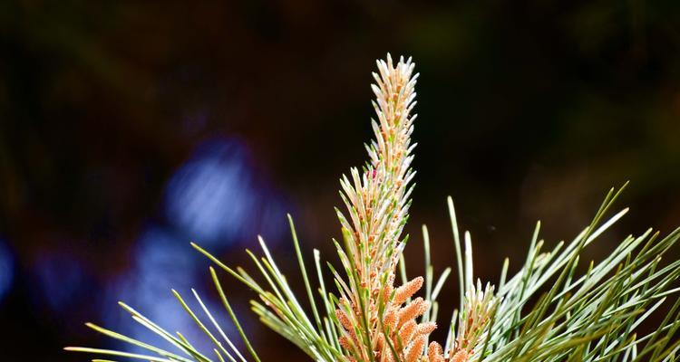 松树开花的寓意与象征意义（揭示松树开花的奇迹）