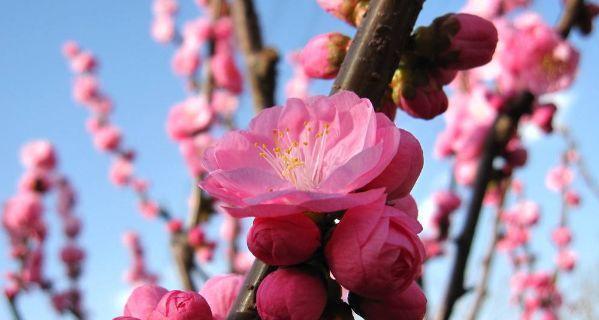 桃花代表十二生肖的祥瑞意义（揭示桃花在十二生肖中的吉祥象征）