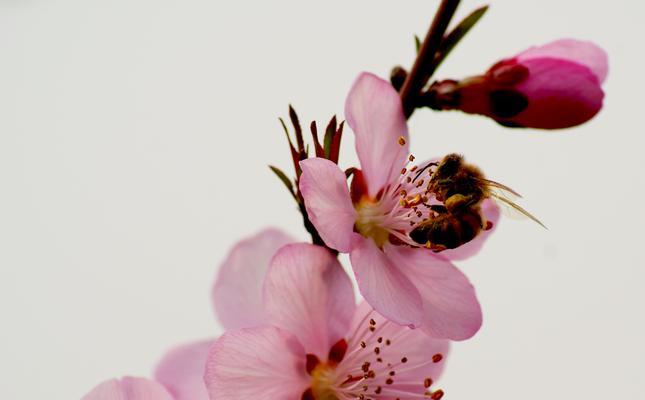 桃花的象征意义与传承（深入探索桃花的文化内涵）