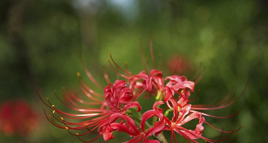 威海市花——八角金盘花的寓意与美丽（探寻八角金盘花在威海的独特意义）