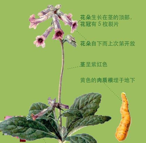 玄参科植物的共性特征（探索玄参科植物的奥秘）