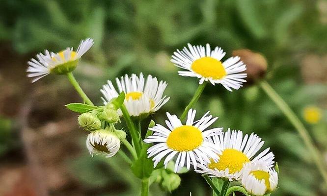 蓬蓬花的花语和寓意（一年蓬）