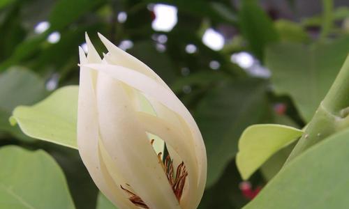 宜宾市花黄桷兰的象征意义（揭示宜宾市花黄桷兰所蕴含的文化内涵）