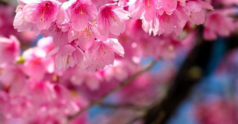 樱花——生命之美（樱花盛开绽放生命的灿烂光芒）