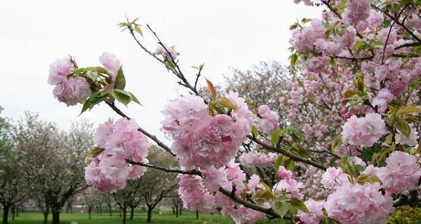 樱花——生命之美（樱花盛开绽放生命的灿烂光芒）