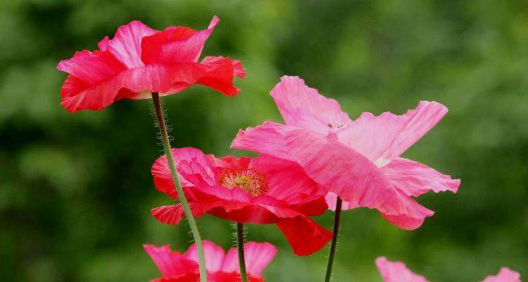 虞美人的花语与含义（探寻虞美人花的传达之道）