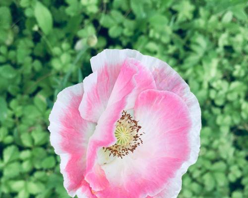 虞美人的花语与含义（探寻虞美人花的传达之道）