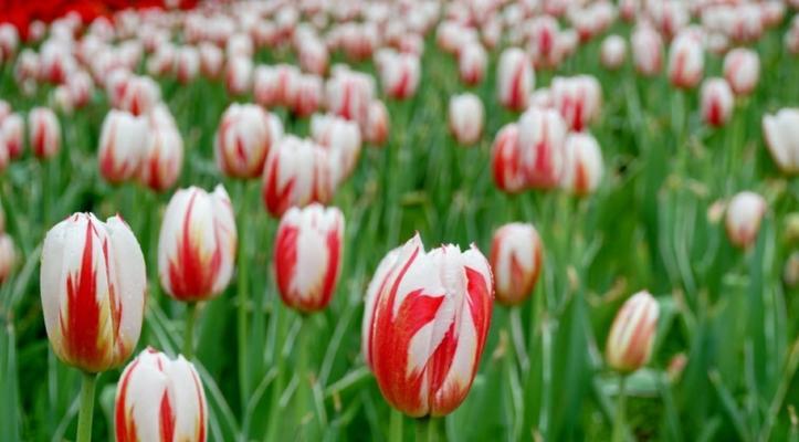 郁金香花语与寓意（以花为语）