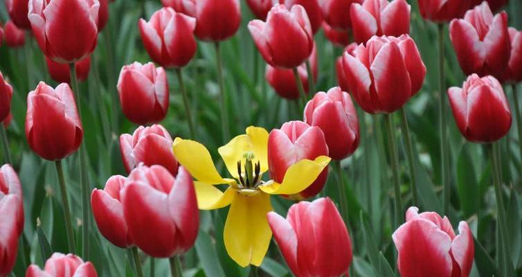 郁金香花语与寓意（以花为语）