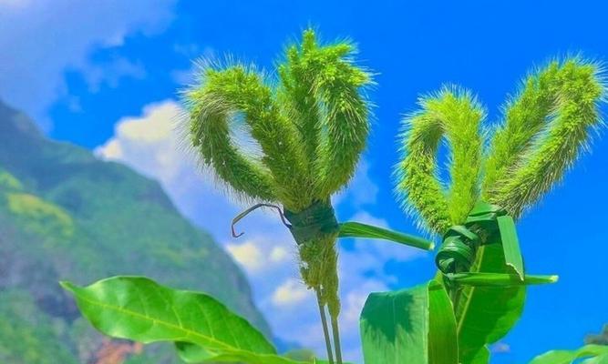 仙人指花的花语和美丽魅力（探秘仙人指花的花语）