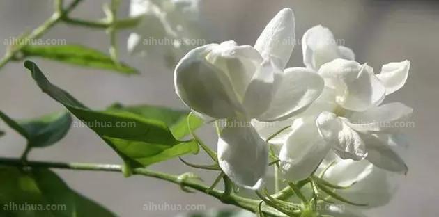 新鲜茉莉可以泡水喝吗（茉莉花的营养价值和饮用方法）