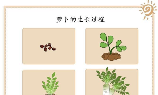 心里美萝卜种植全指南（时间）