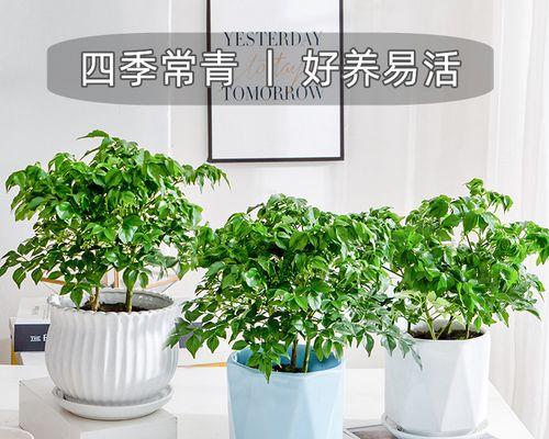 幸福树的养护指南（家中常见的绿色植物）