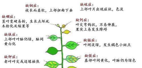 如何制作和使用幸福树花肥（打造健康、美丽的幸福树）