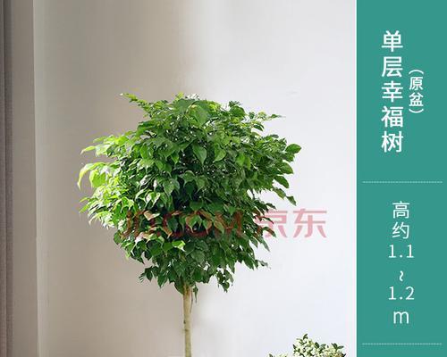 幸福树的盆栽种植技巧（选择合适的盆大小）