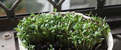 幸运草的种植方法及注意事项（掌握正确的播种时间和技巧）