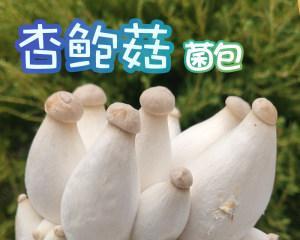 杏鲍菇的生长环境条件及特点（探秘杏鲍菇的生长奥秘）