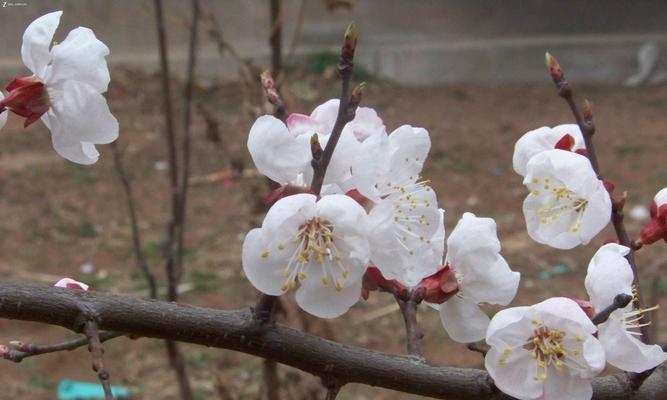 杏花花期及观赏攻略（了解杏花开放时间）