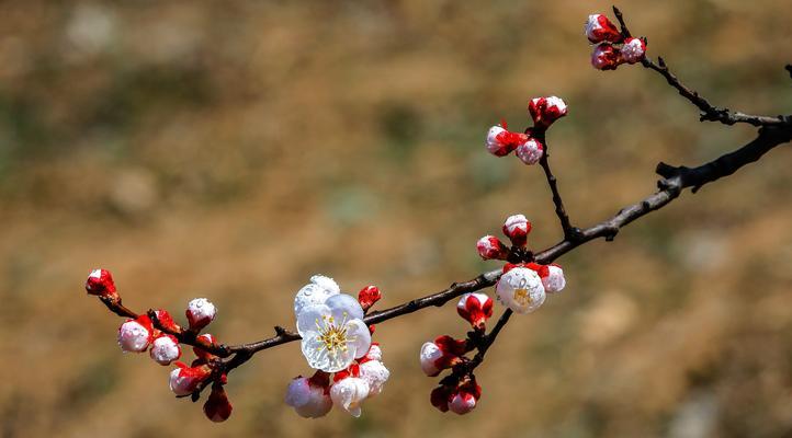 杏花花期及观赏攻略（了解杏花开放时间）