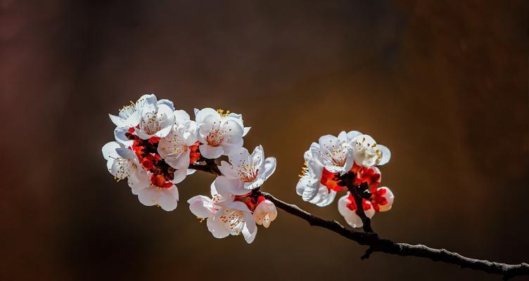 杏花花期及观赏攻略（了解杏花开放时间）