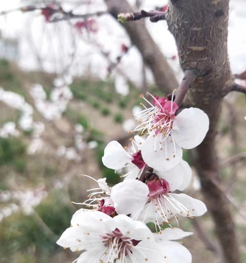 杏花花语及代表意义（杏花文化的深刻内涵和民俗传统）