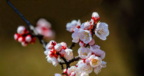 杏花盛放的季节（春天的花海）