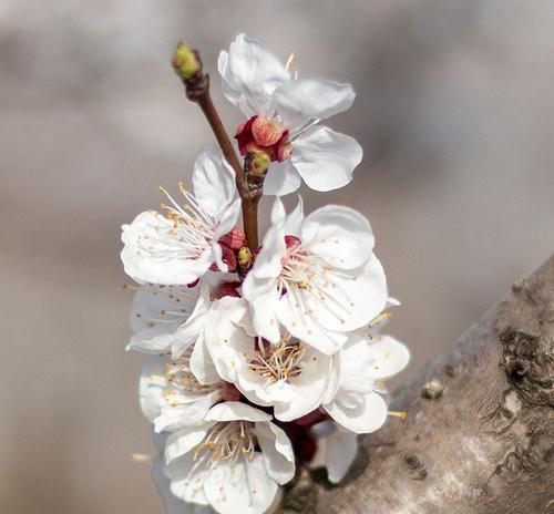 杏花开放时间及赏花指南（盘点中国杏花开放季节）