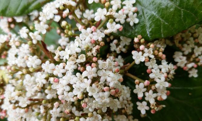 杏花到底是两性花还是单性花（解析杏花的性别特征及繁殖方式）