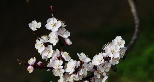 杏花之美（一朵含苞待放的奇妙之花）