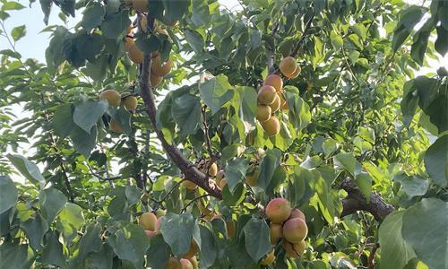 杏树成熟季节及采摘时间（夏季丰收）