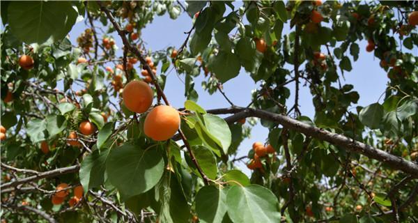 杏树成熟季节及采摘时间（夏季丰收）