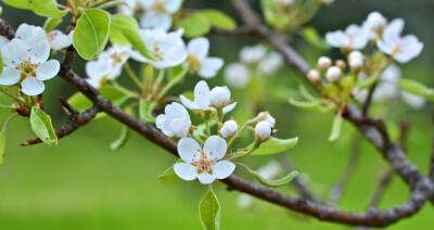 杏树开花结果时间及栽培方法（掌握关键期）