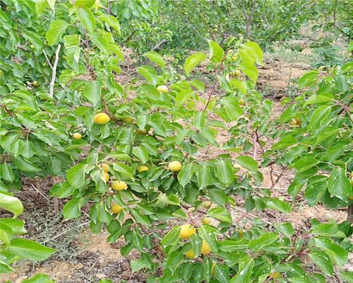 杏树种植时间和方法（科学规划让杏树生长更健康）