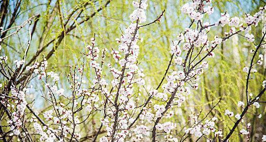 盛开在春天的杏子花（探寻杏子花的丰富颜色世界）