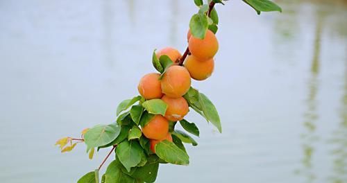 杏子树开花结果全解析（了解杏子树的开花和结果季节）