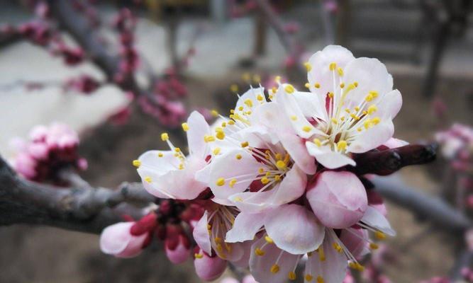 杏子树开花结果全解析（了解杏子树的开花和结果季节）