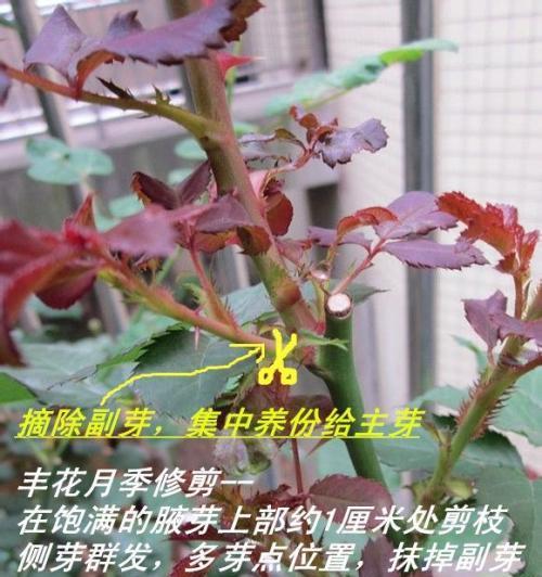 怎样修剪袖珍椰子（简单易行的方法让您的椰子更健康）